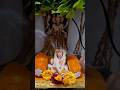 #shreeswamisamarth #swamisamarthamajhiaai #devotionalshorts #viral #akkalkot #swami