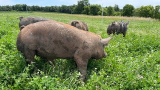 Premium Pasture raised Berkshire Pork