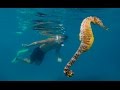 Galloping Extinction: The Last Stand of The Seahorse [HD] | Borneo from Below (S01E25)