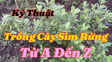 Cách trồng Cây Sim Rừng Trên Đồi Hiệu Quả