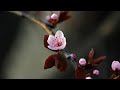 Japanese Koto Music - Cherry Blossoms - Beautiful Japanese Koto & Flute Music