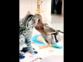 Cat  duck funny fighthello darling 786