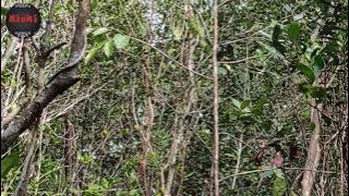 mikat burung di hutan bakau di serang satu kampung