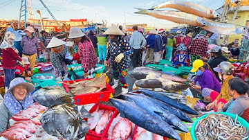 Cảng Cá Đầu Mối Lớn Nhất Phan Rang | Lưới Cơm Trổng Làng Hải Chữ