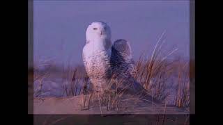Snowy Owls. Visitors From The Artic