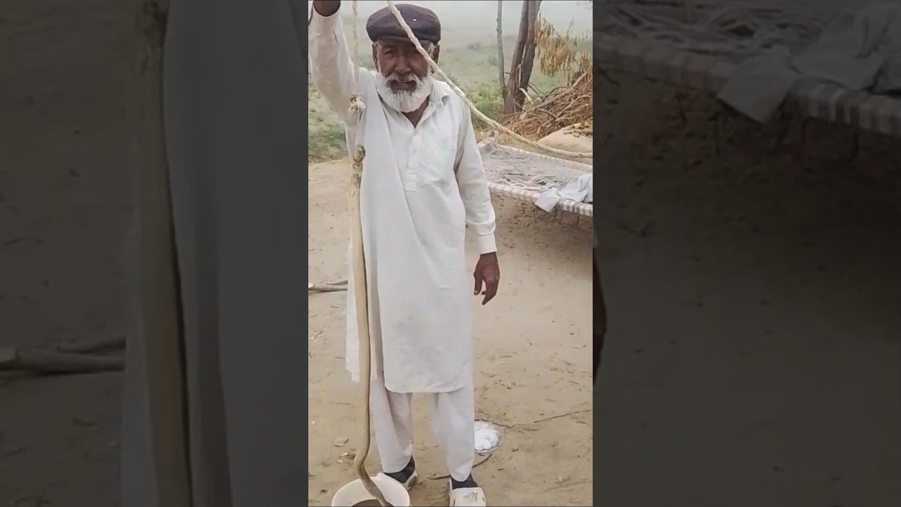 Dangerous snake video in village at chowkazam layyah #shortvideo #snakevideo #viralshorts