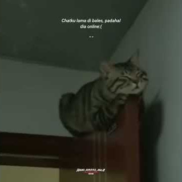 Story Wa Kucing Lucu Kekinian | Story Wa Viral Terbaru