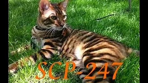 SCP-247 "Kitten or Tiger?" SCP File - (Dr. Cool/Class Euclid)