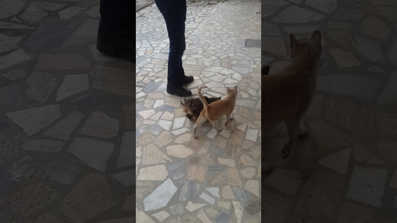 kedi besleme iyi niyetli insanların sokak kedilerine olan şevkati YouTube