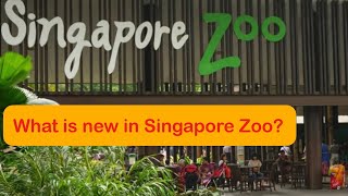 What's new in Singapore Zoo?