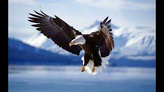 Besiktas 100 Yil Albumu 2003 14 Kartal Marşı Resimi