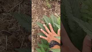 2019 Outdoor Grow Cannabis Patch Update "The Plants Are Getting Nice And Bushy"