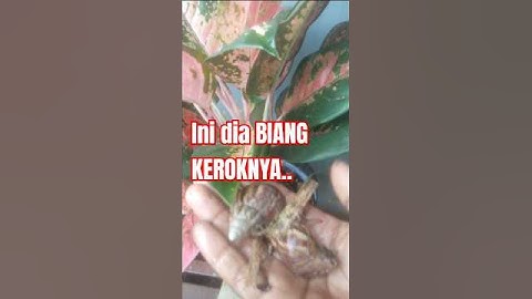 Hama aglonema#shortvideo