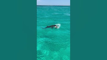 Shark Attacks Sea Turtle