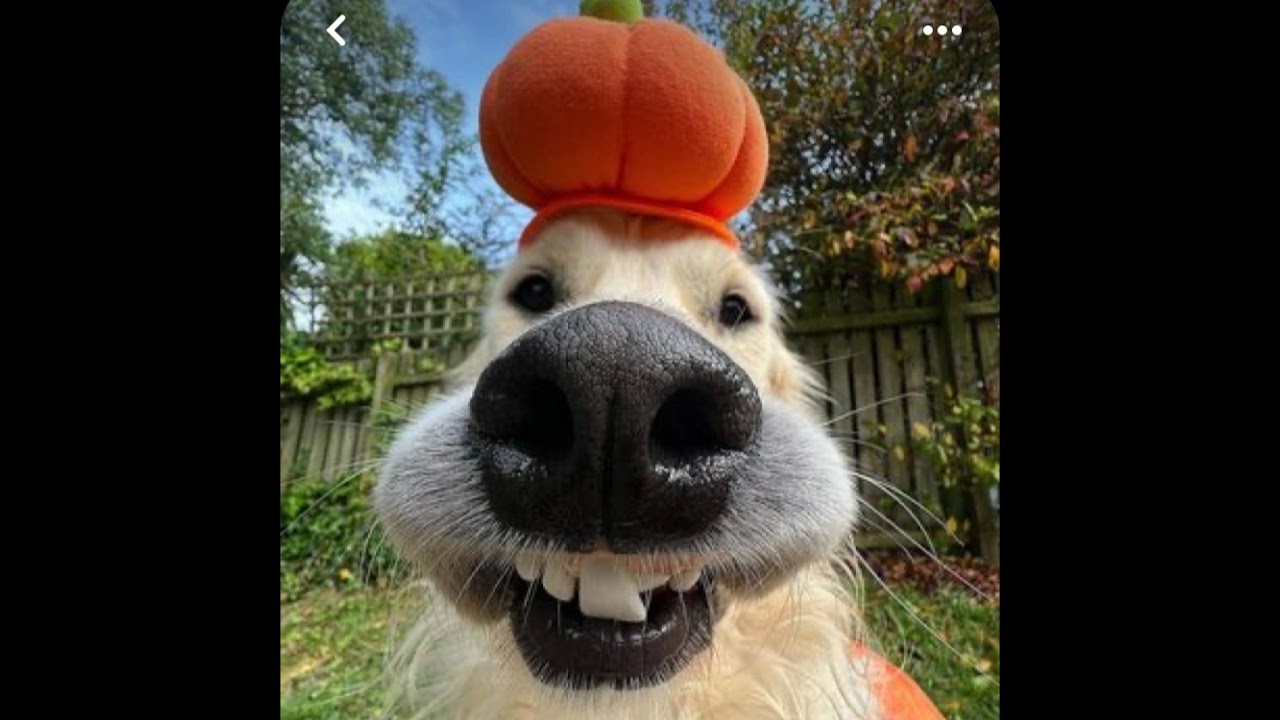 testing out new keyzi skin in roblox rivals and new gamemode with @Chillaxify_rivals