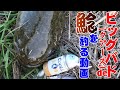 ビッグバド（クアーズ）でナマズを釣る動画。足場の高いポイントではリップのついたバド系ルアーが効果的！使ったことのない人はこれで食わず嫌いを卒業！