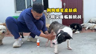 小院狗狗皮膚病大爆發每日開銷持續增加高昂的費用令人頭疼