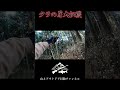 春の山でタラの芽大収穫！ #タラの芽 #山菜 #山
