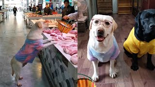 Labrador goes to the market to buy bones🍖