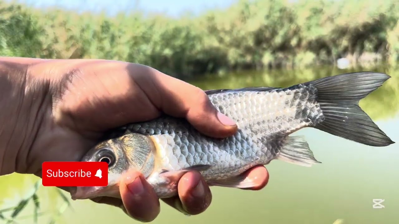 Am mers la pescuit si sa intamplat asta........