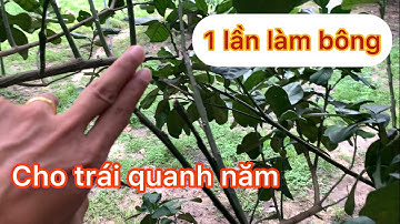 Kỹ Thuật Làm Bông Bưởi một Lần Cho Trái Quanh Năm | Bưởi Da Xanh