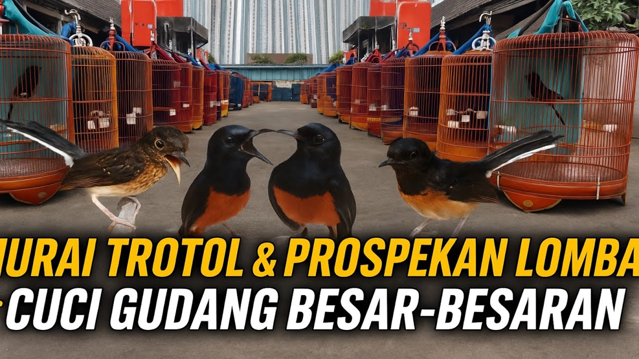 CUCI GUDANG BESAR BESARAN ‼️ MURAI TROTOL & PROSPEKAN LOMBA DI YOHAN MABES BF JAKARTA