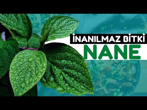 Nanenin Bilmediğiniz 10 Faydası | Nanenin Faydaları Nelerdir?