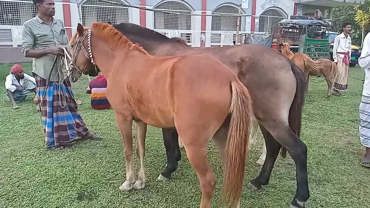 Horse Price Tulshepur Bazar Gurar price in Bangladesh Horse Video