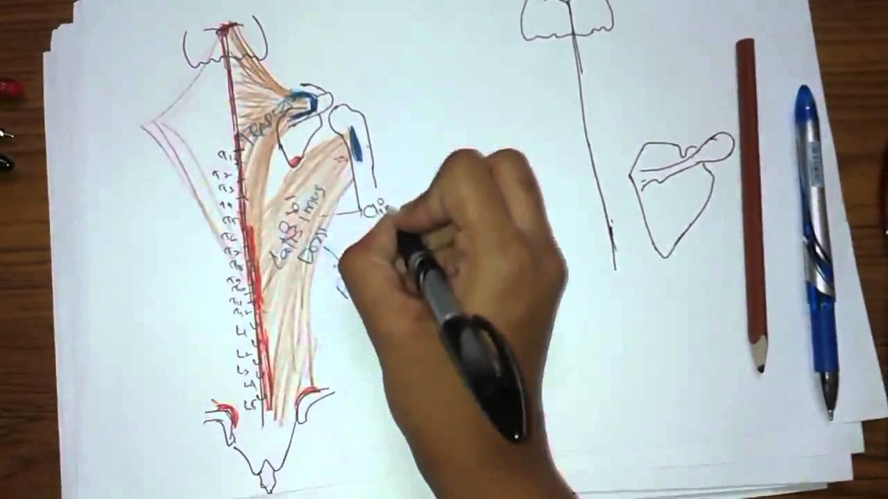 Back Of Body || anatomy - YouTube