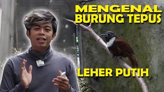 REVIEW TEPUS LEHER PUTIH