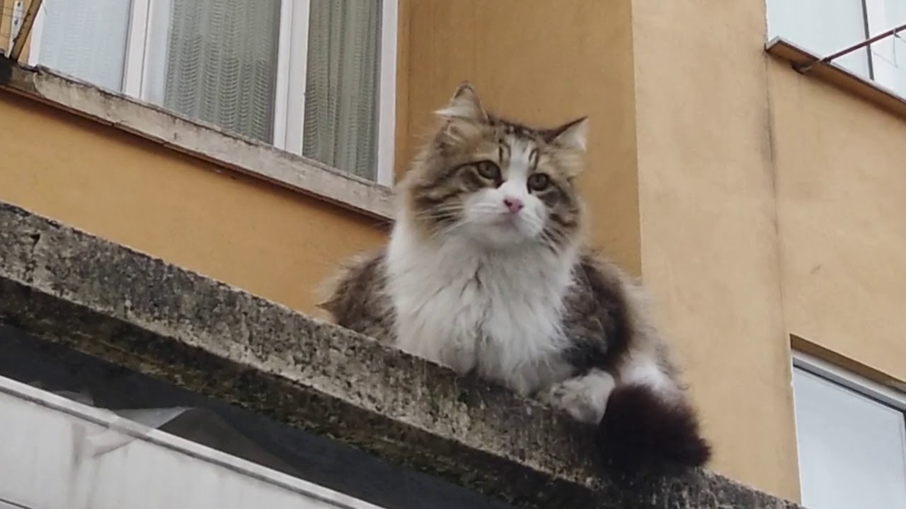 Kedi,The Cat YouTube