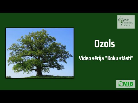 Video: Ozols (koks): apraksts. Cik aug ozols