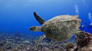 Ocean Wonders: Sea Turtles & Friends!
