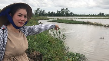 Du Lịch Miệt Vườn/Về miền quê Vĩnh Thạnh mùa nước nổi/Trải Nghiệm bắt cá linh đầu mùa nước nổi và...