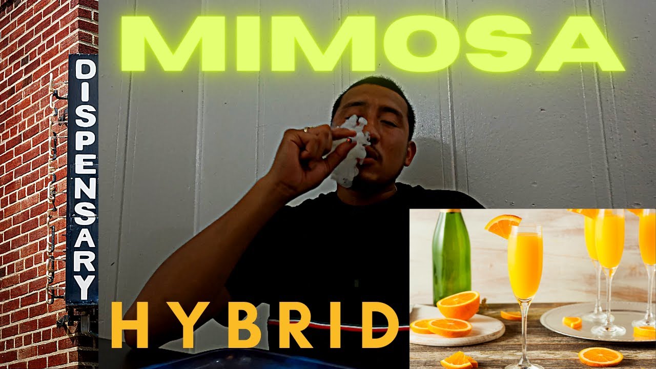 Mimosa strain review (33% THC)