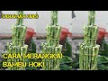 Download Lagu CARA MERANGKAI TANAMAN BAMBU HOKI