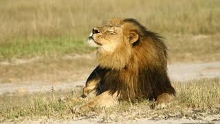 Lessons from #CeciltheLion? Brian May and Rosamund Urwin - Newsnight