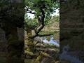 Segelsommertörn 2024 - Tag25 - Urwald auf Älö #reisen #segelreisen #urlaub #urwald