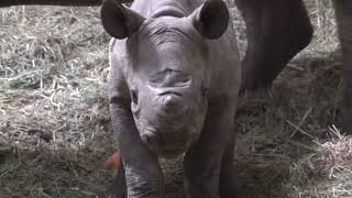 Tiny Endangered Rhino Calf Hits Big Milestone