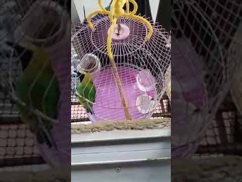 Burung daun hijau terpilih..."TERBAIK JADI PIKAT" 