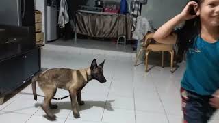 BELGIAN MALINOIS GRAY SABLE COLOR MEET OUR NEW BABY ARYA