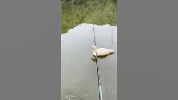 Gác cần cực chất #cauca #fishing #shorts