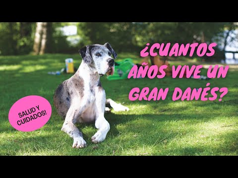 Video: Gran Danés Raza De Perro Hipoalergénico, Salud Y Vida útil