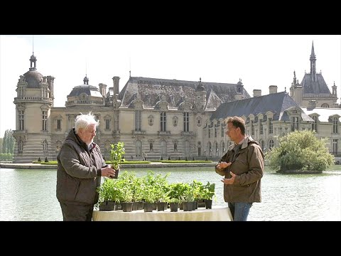 Vidéo: Lequel des éléments suivants est de nature aromatique ?