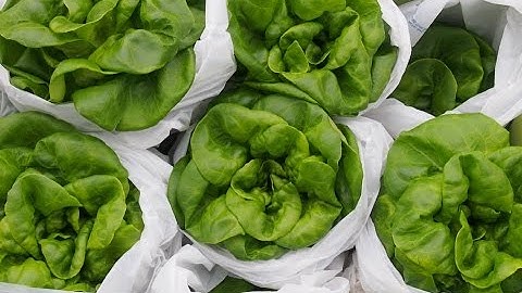 Containerized Growing System (CGS) - Hydroponic Farming For the North