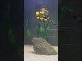Green Terror Cichlid and their 12 days old Fry with Lego Tank Decoration #freeswimming #greenterror