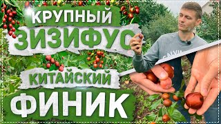 Виноград, продажа саженцев в Воронеже, питомник низких цен
