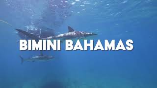 Biimini Reef Shark Dive  Sapona Wreck and Triangle Rock