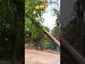 Amazing view of the tree Falling!#fall #wood #treecutting #chainsaw #treestump #treeworks #shorts