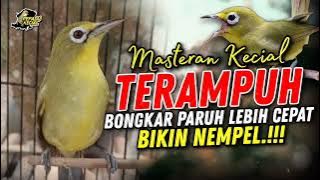 Pancingan Kecial Kuning Paling AMPUH Bongkar Paruh Lebih Cepat Bikin NEMPEL‼️| PEPADU KECIAL